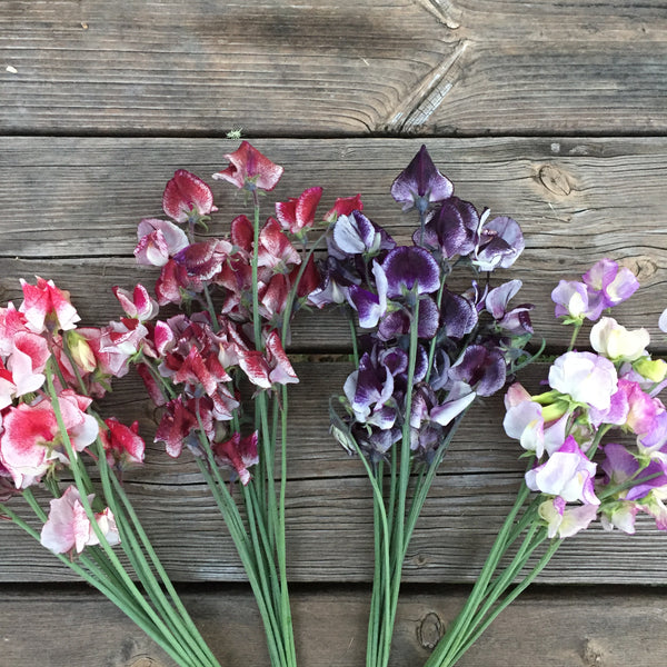 Spencer Ripple Mix Sweet Pea, organic, open pollinated, cut flower
