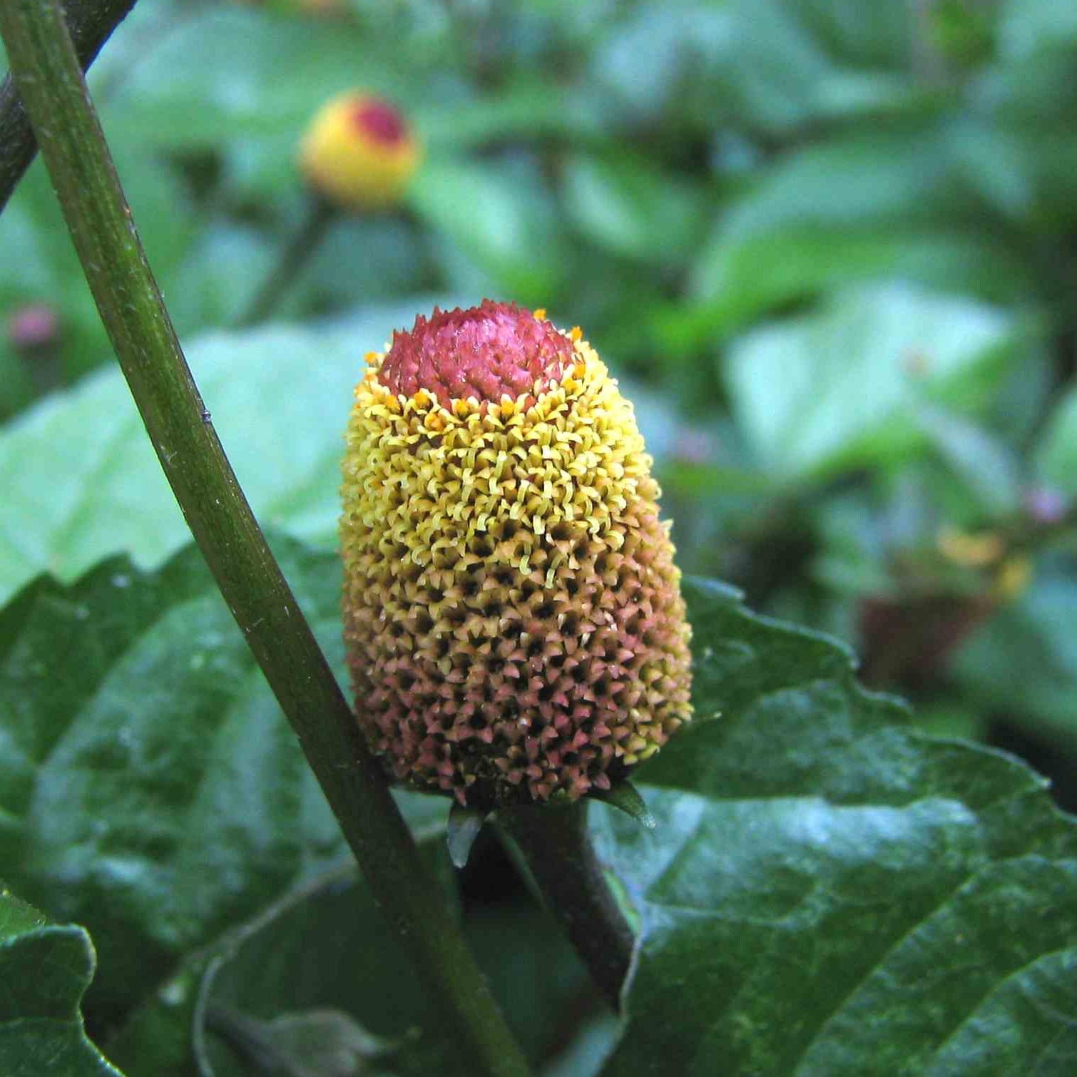growing toothache plant from seed Spilanthes, Toothache Plant