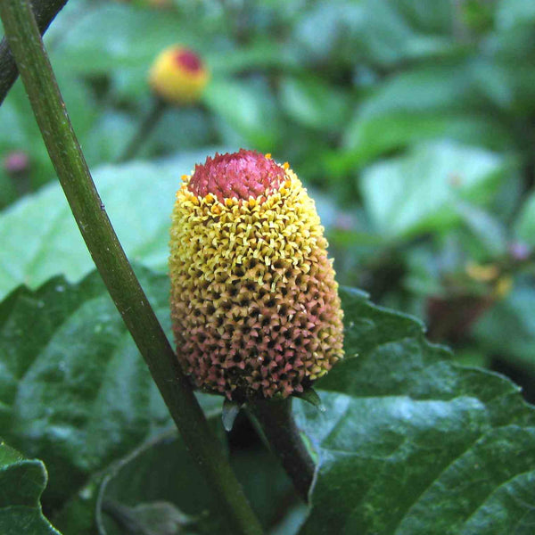 Spilanthes, Toothache Plant
