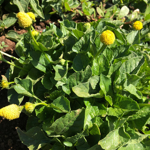 Spilanthes, Lemon Drops