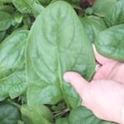 Spinach, Winter Giant