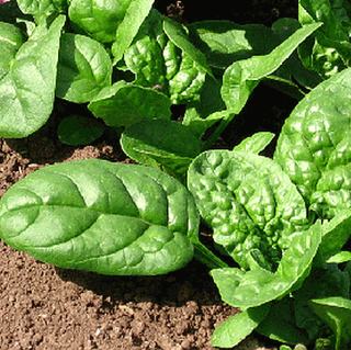 Spinach, Monnopa, organic, open pollinated 