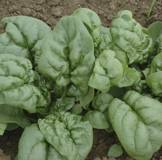 Spinach, Winter Bloomsdale