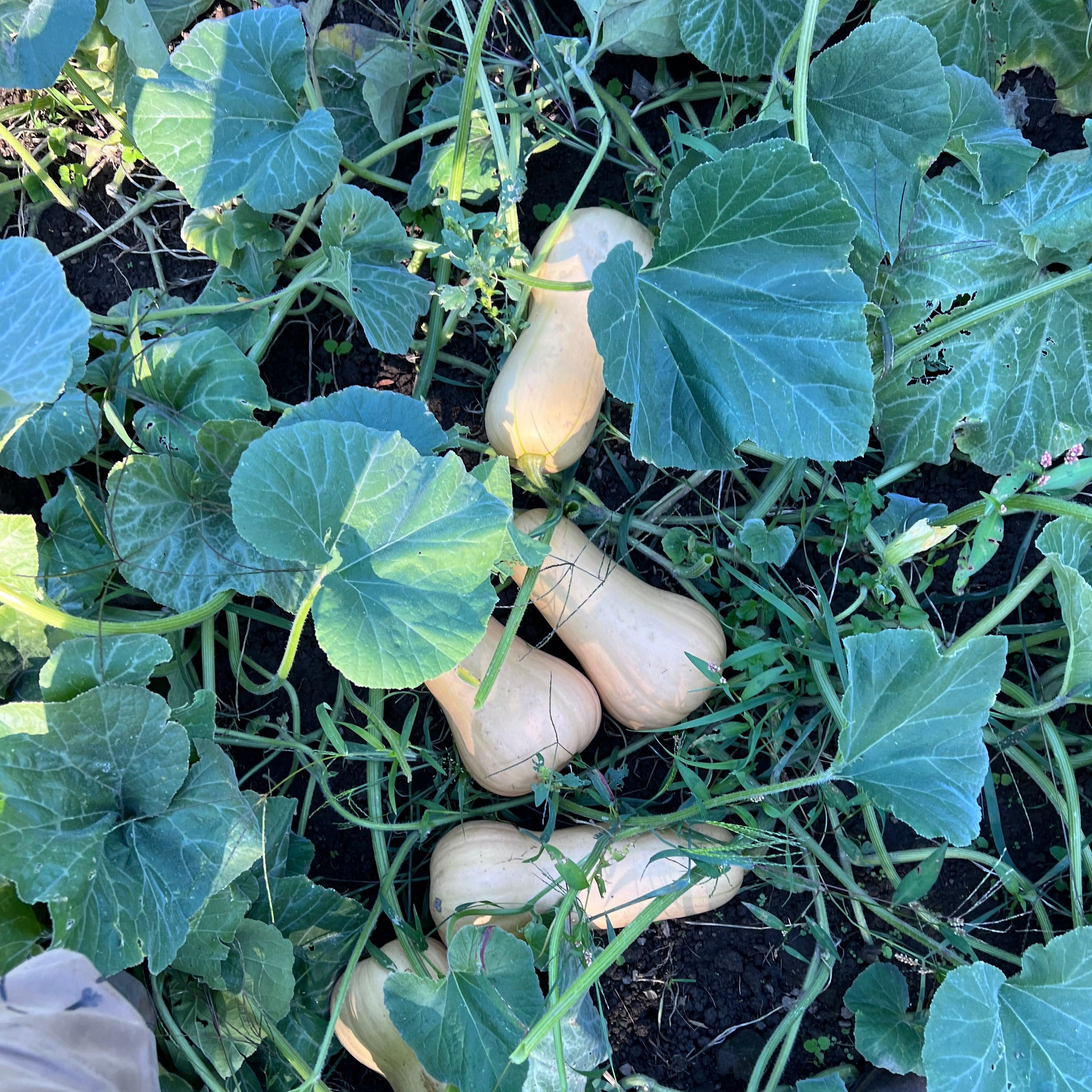 Winter Squash, Baby Butternut | Siskiyou Seeds