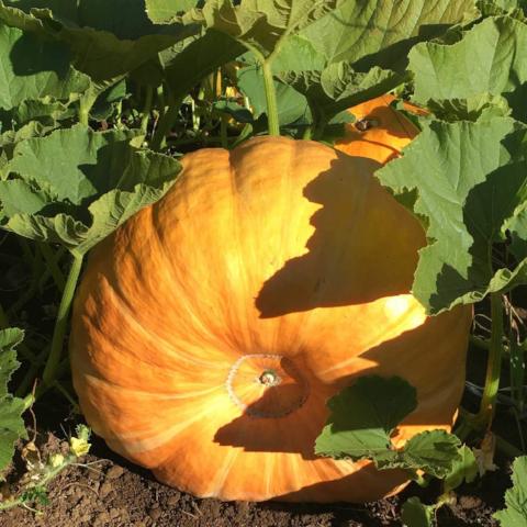 Pumpkin, Cinderella / Rogue Vif D'Etampes