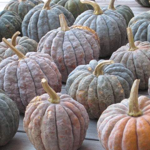 Winter Squash, Kogigu