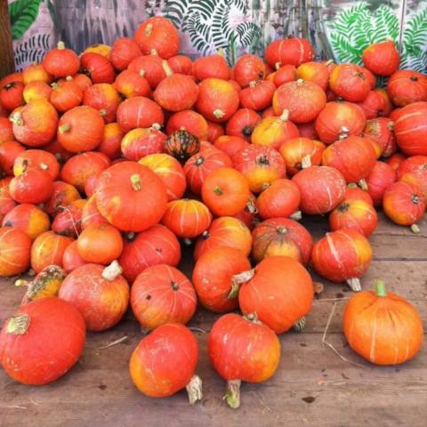 Winter Squash, Sundream