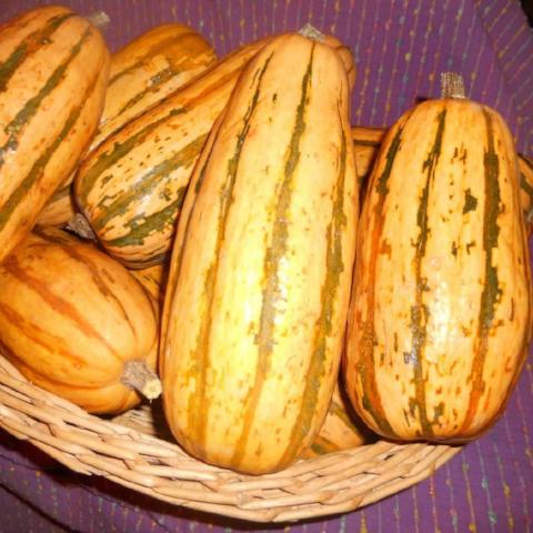 Winter Squash, Delicata, Honeyboat