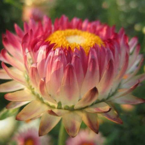 Strawflower, Showy Mix