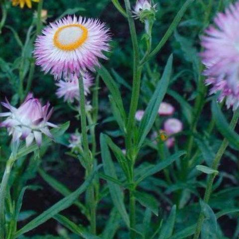 Strawflower, White/Pink Mix