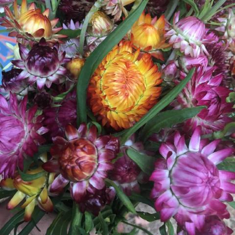 Strawflower, Showy Mix