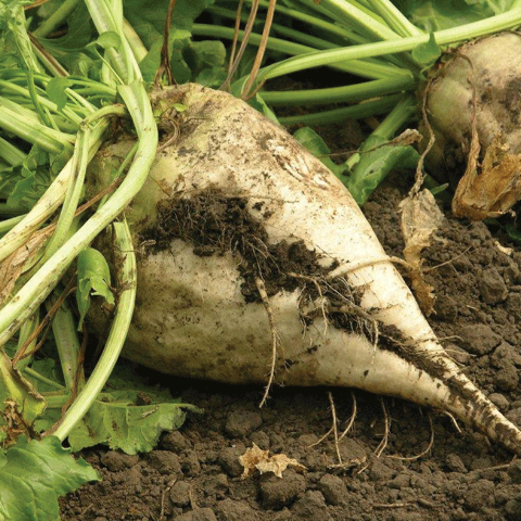 Beet, Russian Sugar