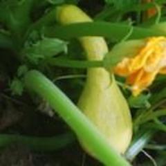 Summer Squash, Yellow Crookneck