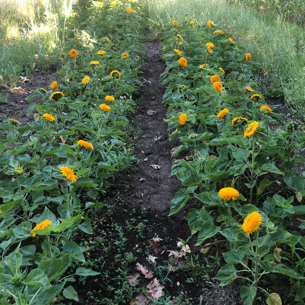 Sunflower, Teddy Bear