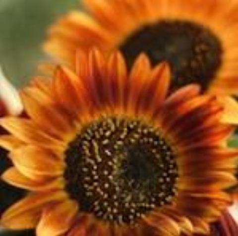 Amber Eye Sunflower, organic, open pollenated, cut flower, edible flower