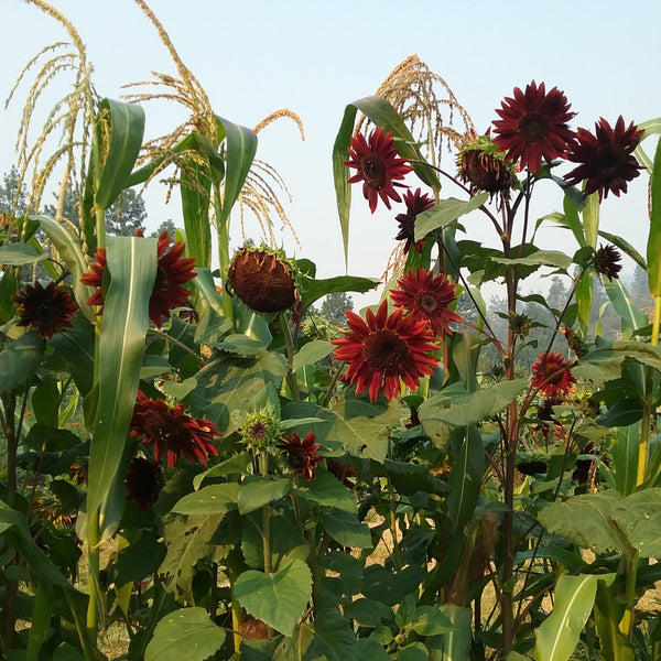 chocolate sunflower seeds to plant Sunflower, Chocolate, organic, open pollinated, cut flower, edible