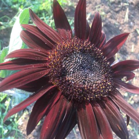 Sunflower, Chocolate