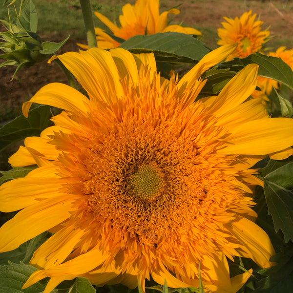Sunflower, Goldy Double