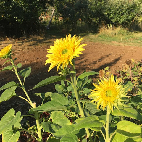 Sunflower, Goldy Double