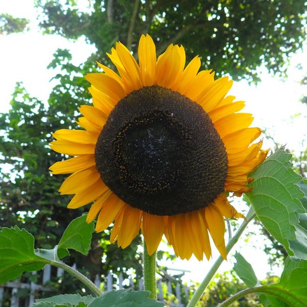Sunflower, Black Dye