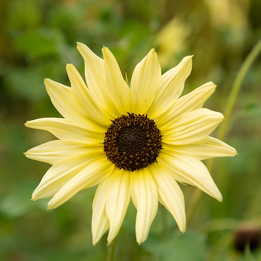 Sunflower, Italian White, organic, open pollinated, cut flower
