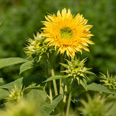 Sunflower, Lemonade