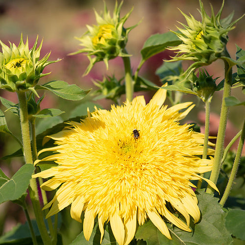 Sunflower, Lemonade, organic, open pollinated, cut flower