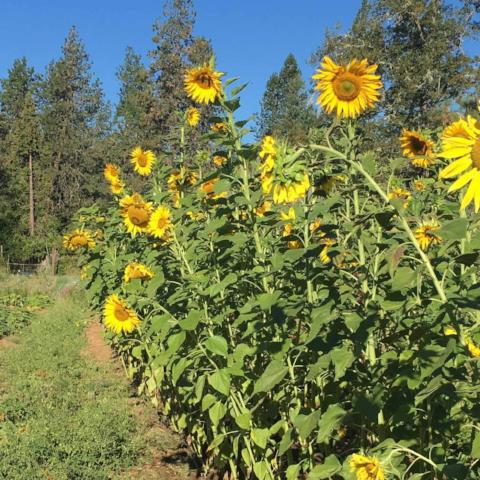 Sunflower, Tarahumara