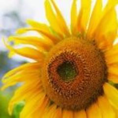 Tarahumara Sunflower, organic, open pollinated, edible flower