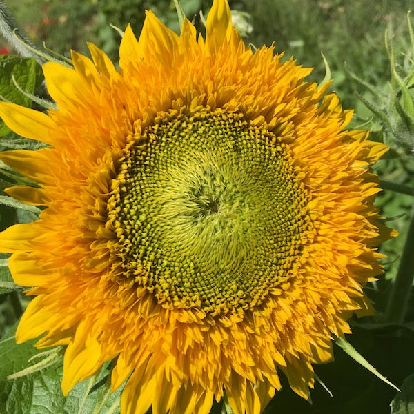Sunflower, Teddy Bear, organic, open pollinated, cut flower