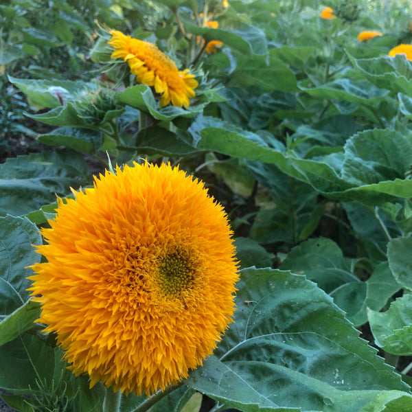 Sunflower, Teddy Bear