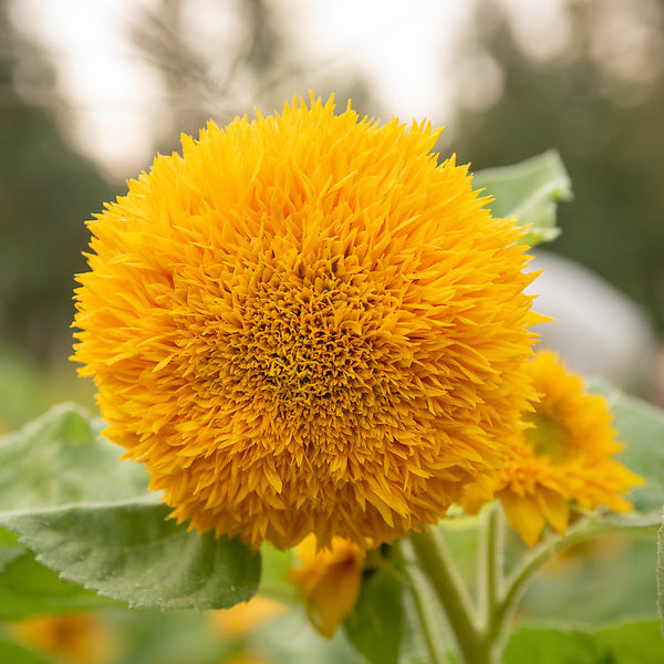 Sunflower, Teddy Bear, organic, open pollinated, cut flower