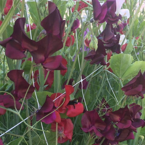 Sweet Pea, Vino Burgundy Select