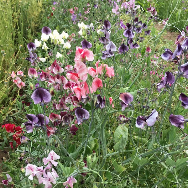 Sweet Pea, Spencer Ripple Mix | Siskiyou Seeds