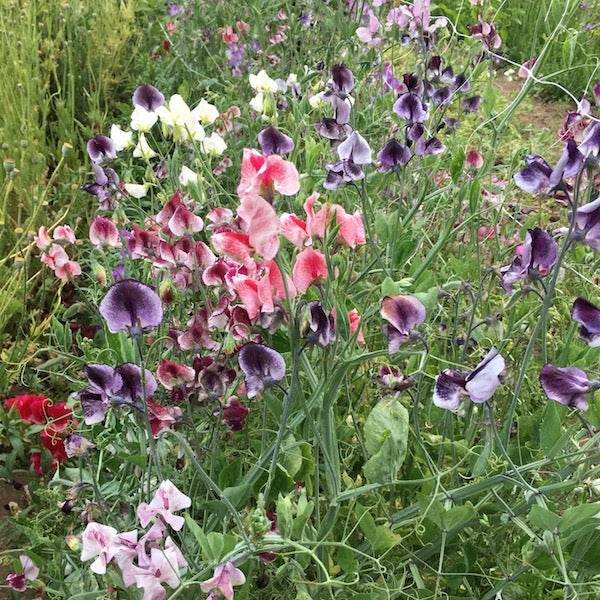Spencer Ripple Mix Sweet Pea, organic, open pollinated, cut flower
