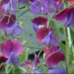 Sweet Pea, Cupani