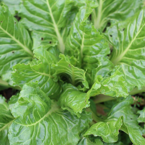 Swiss Chard, Fordhook Giant