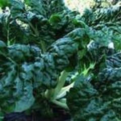 Swiss Chard, Fordhook Giant