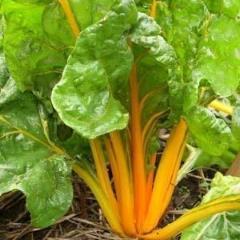 Swiss Chard, Golden