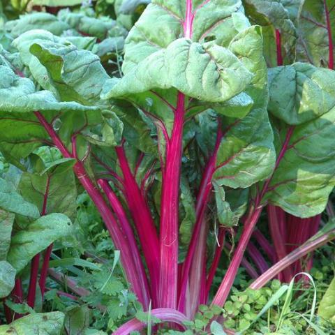 Swiss Chard, Pink Passion