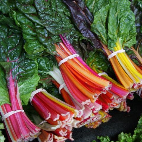 Swiss Chard, Prismatic Rainbow