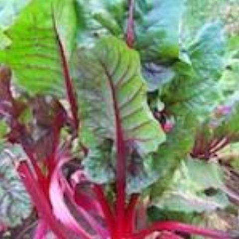 Ruby Red Swiss Chard