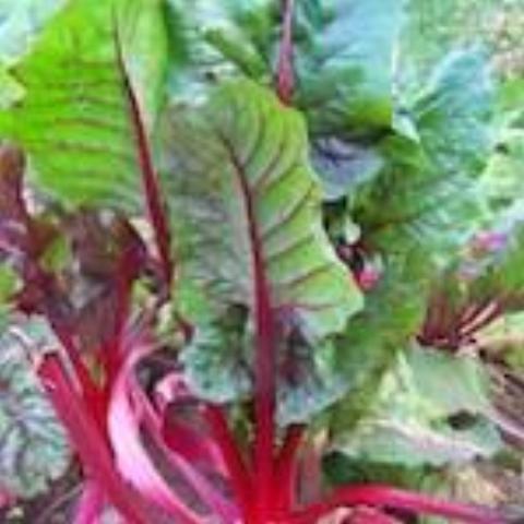 Swiss Chard, Ruby Red