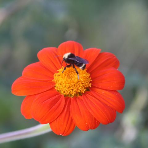 Tithonia, Torch