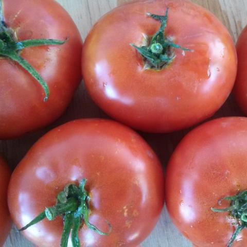 Tomato, Moscow Idaho