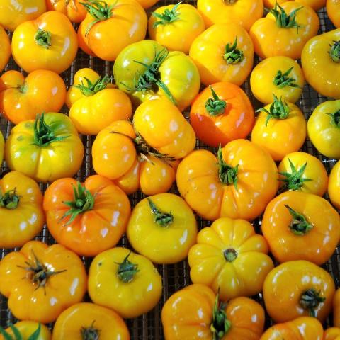 Tomato, Afghan Orange