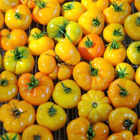 Tomato, Afghan Orange