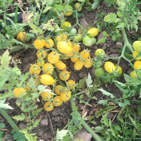 Tomato, Barry's Crazy Cherry (aka Lemon Drop)