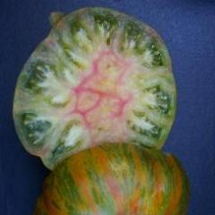 Tomato, Berkeley Tie Dye