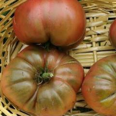 Tomato, Black Krim